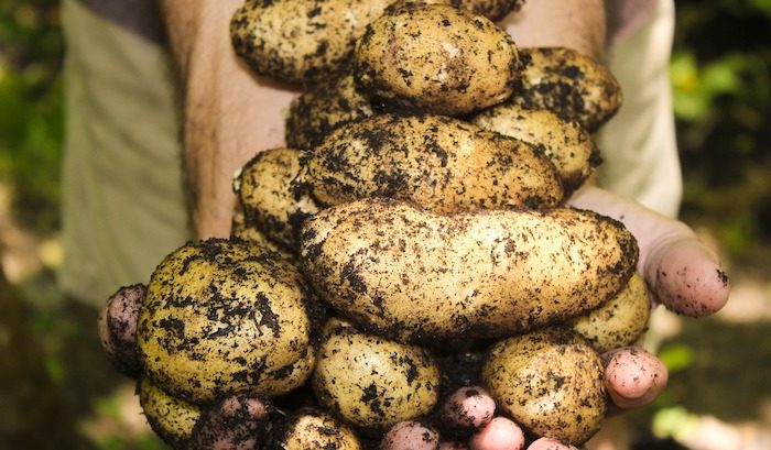 organic-potatoes-regulation-2020