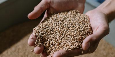 img alimenti e mangimi 2 agriparadigma